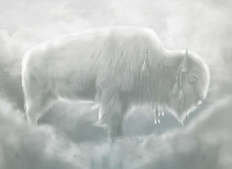 white buffalo